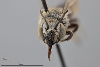 Media type: image;   Entomology 790118 Aspect: head frontal view